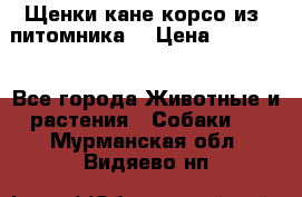 Щенки кане корсо из  питомника! › Цена ­ 65 000 - Все города Животные и растения » Собаки   . Мурманская обл.,Видяево нп